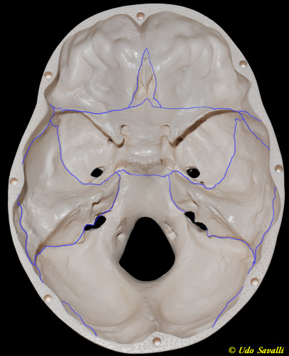 Inside of skull unlabeled