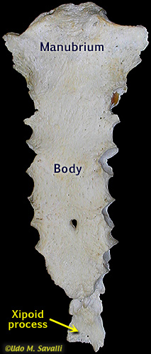 Sternum labeled