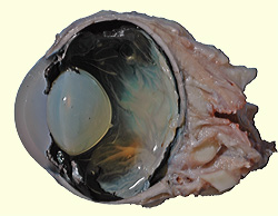 cow eye