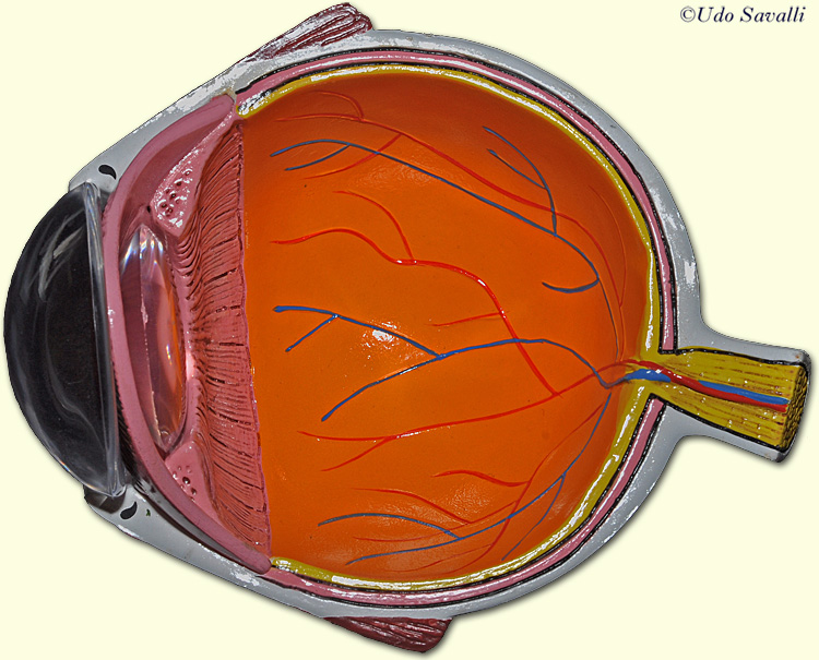 anatomy of eye