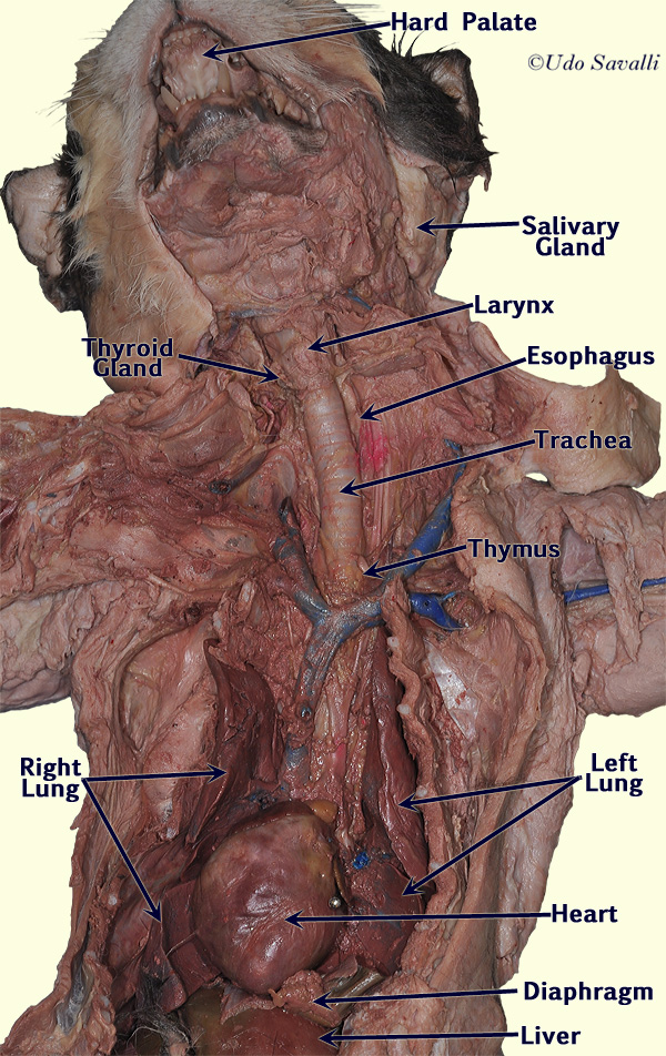 Cat thorax