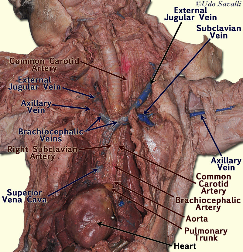 Major Arteries And Veins Of The Cat Anatomy Corner Arteries Anatomy My Xxx Hot Girl
