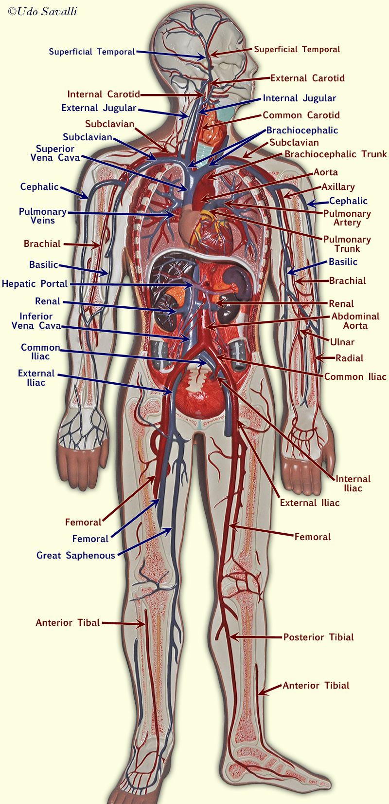 Blood vessel model unlabeled