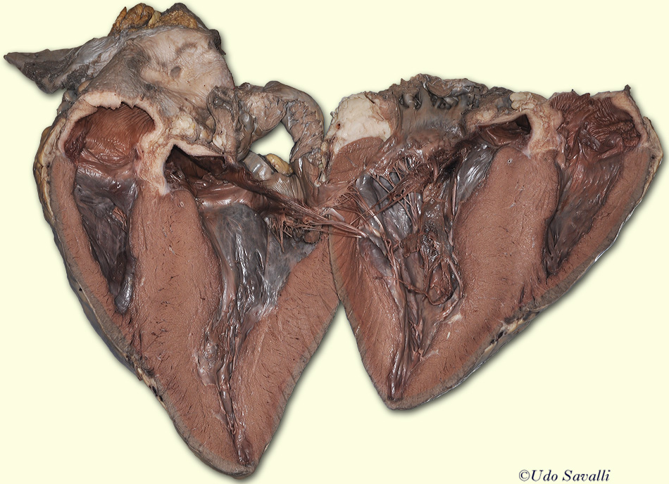 Cow Heart Internal unlabeled