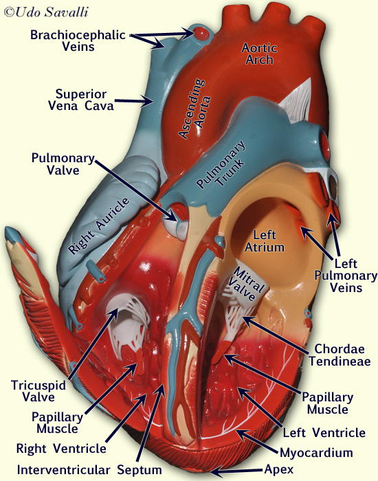 Heart 2 interior labeled