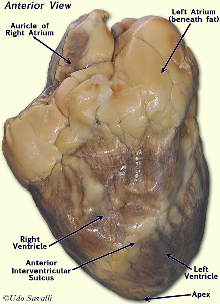 Sheep Heart External 1 unlabeled