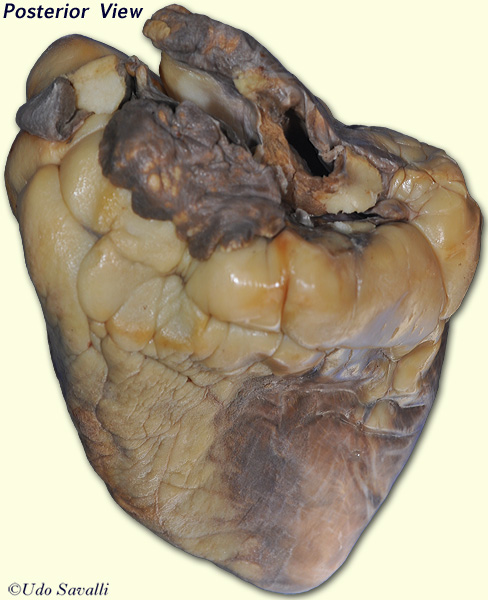 Sheep Heart External 2 unlabeled