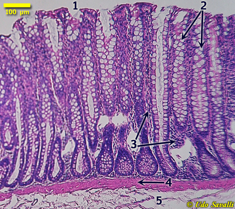 Colon Histology