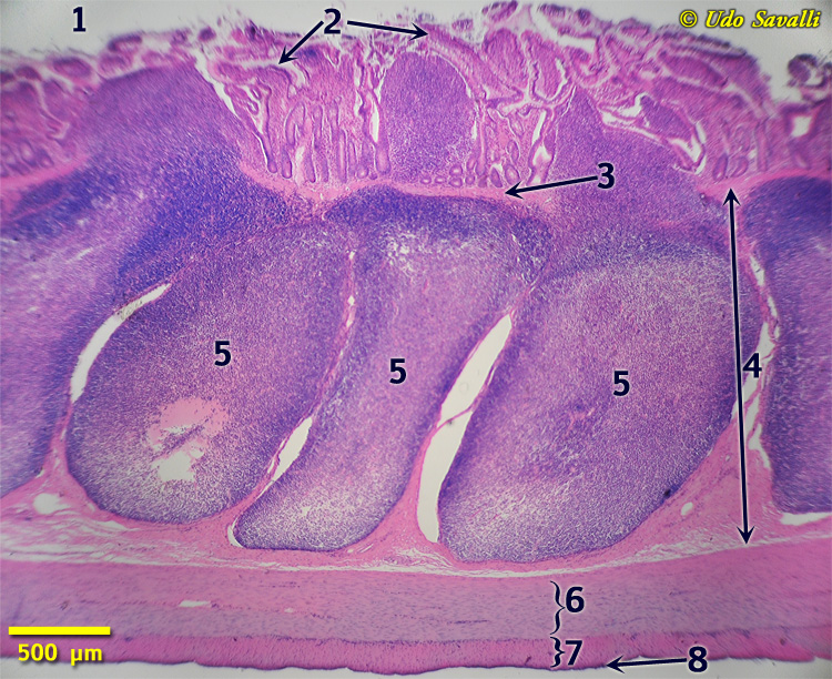 Ileum Histology