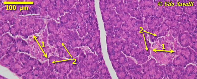 pancreas Histology