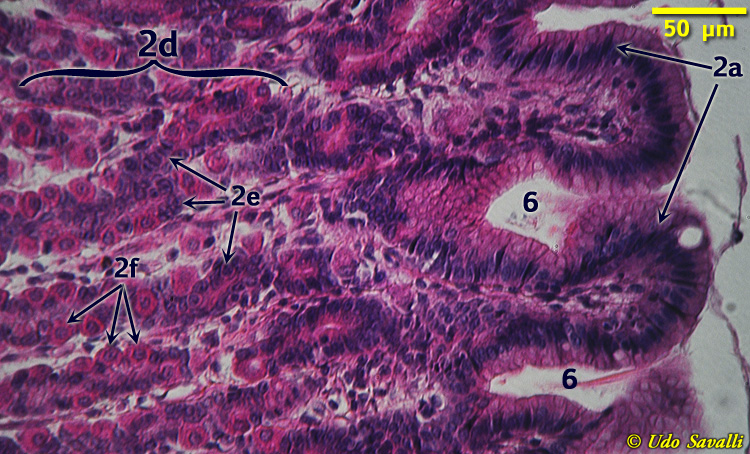 stomach Histology