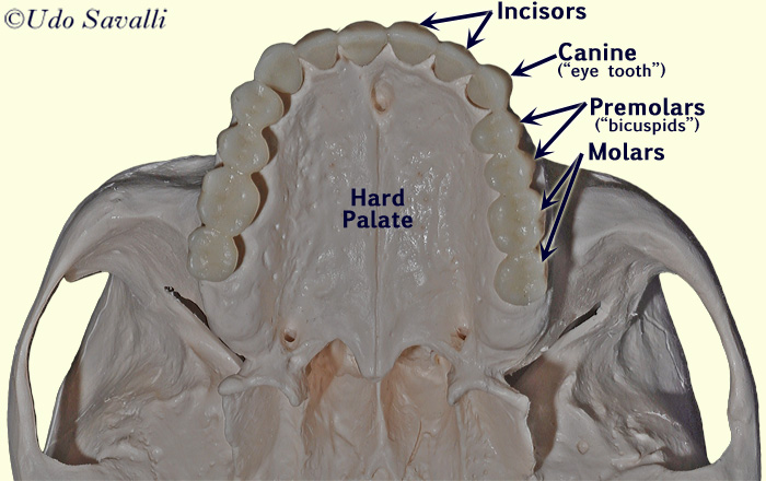 Teeth labeled