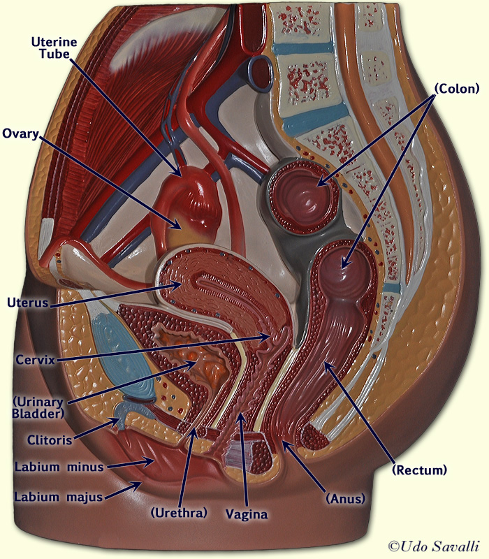 Female pelvis labeled