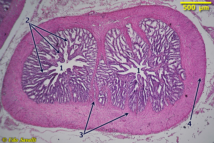 Seminal Gland Histology