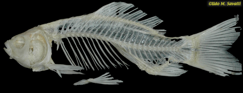 Carp skeleton