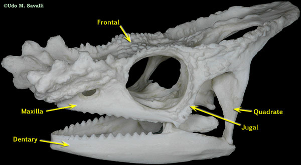 Parson Chameleon skull labeled