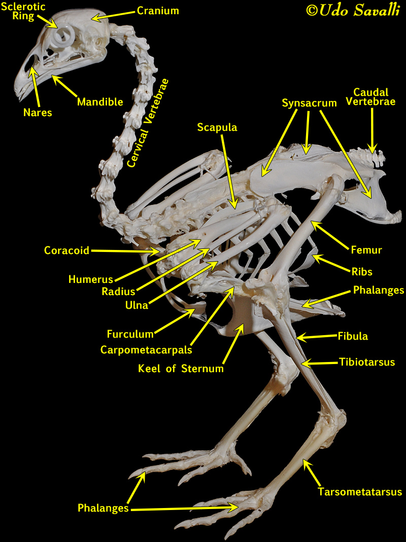 Chicken Skeleton Labeled