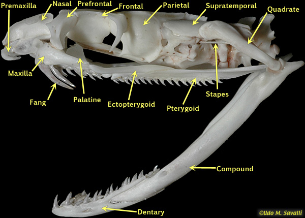 Cobra skull Labeled