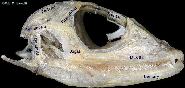 Crested Lizard skull labeled