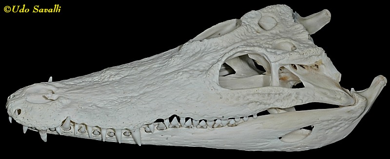 Crocodile skull