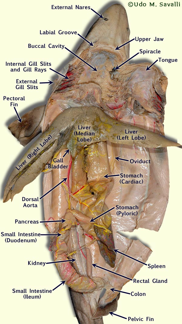 Shark dissection