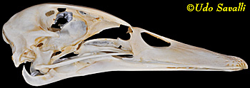 Duck Skull