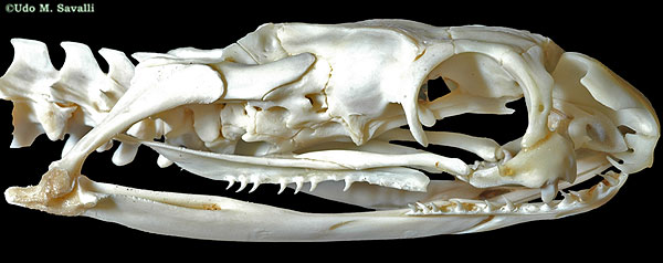 Elapid skull plain