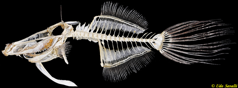 Filefish skeleton