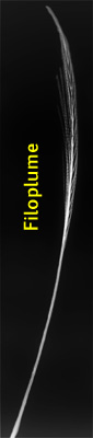 Filoplume labeled