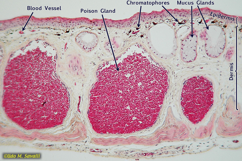 Frog skin cross section