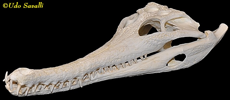 Gharial skull