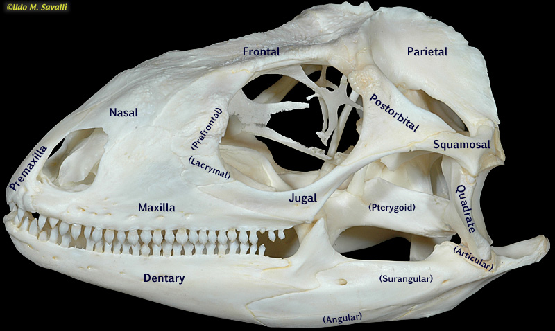 Green Iguana skull label