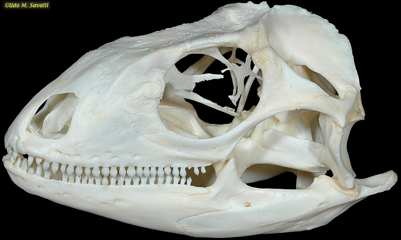 Green Iguana skull label