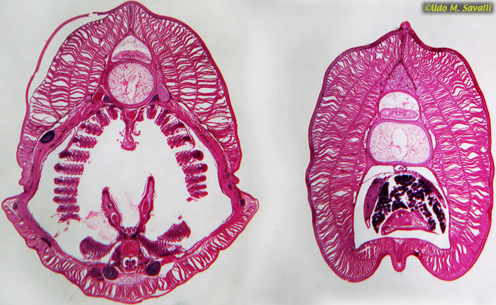 Lamprey larva cs