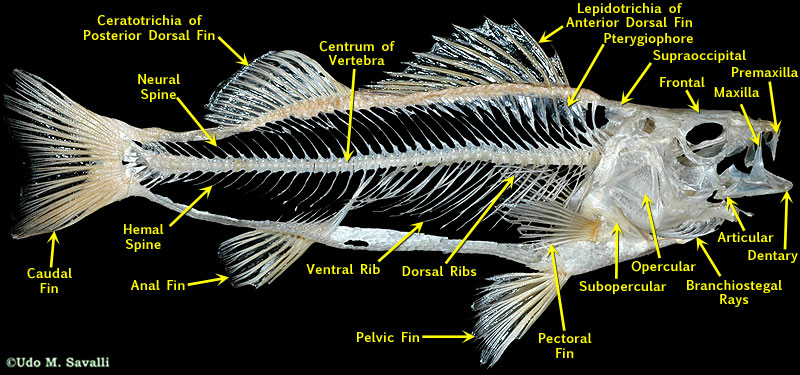 Perch skeleton