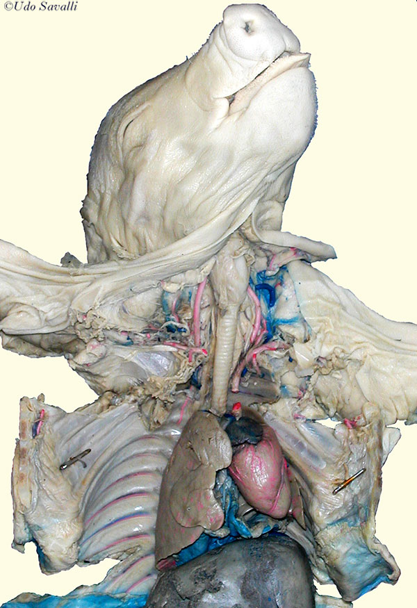 Anterior of pig plain