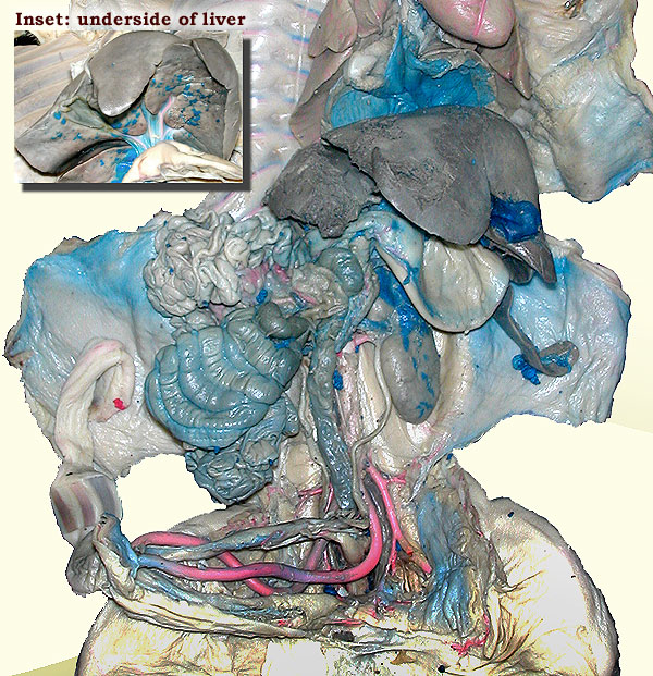 Posterior pig plain