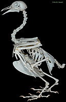 Pigeon Skeleton