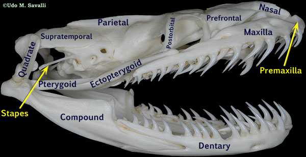 Elapid skull labeled