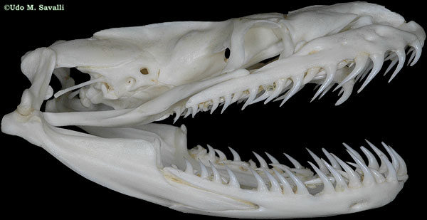 Elapid skull plain