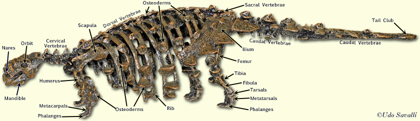 Saichania Skeleton labeled