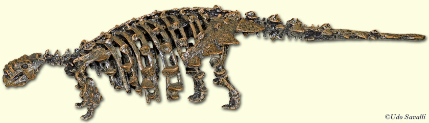 Saichania Skeleton plain