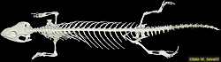 Lizard Skeleton