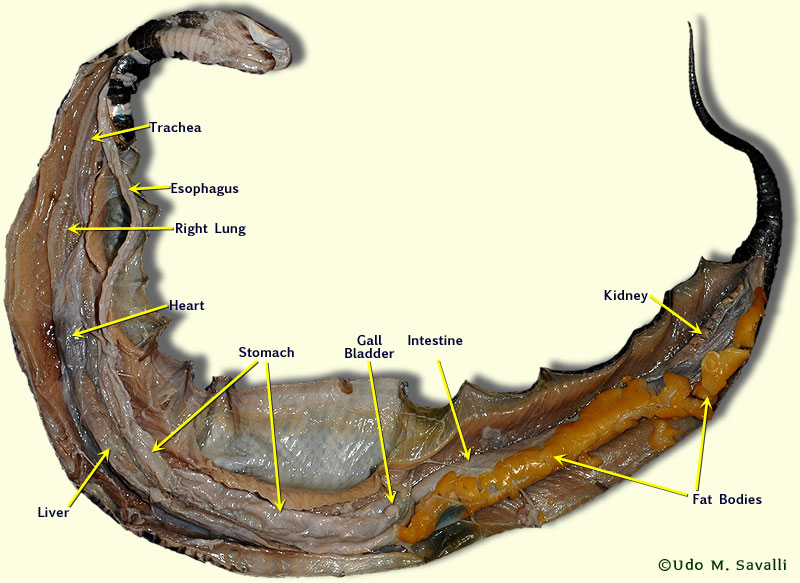 Snake plain