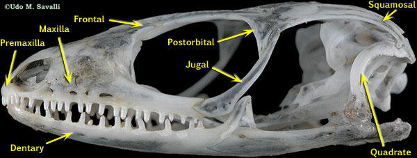 Sun Skink skull labeled