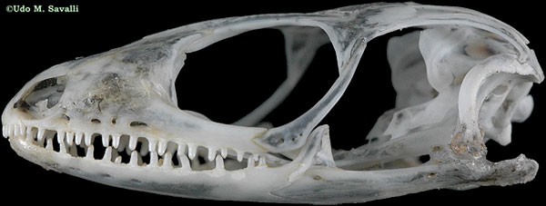 Sun Skink skull labeled