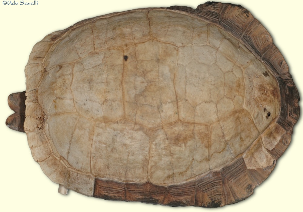 Tortoise shell