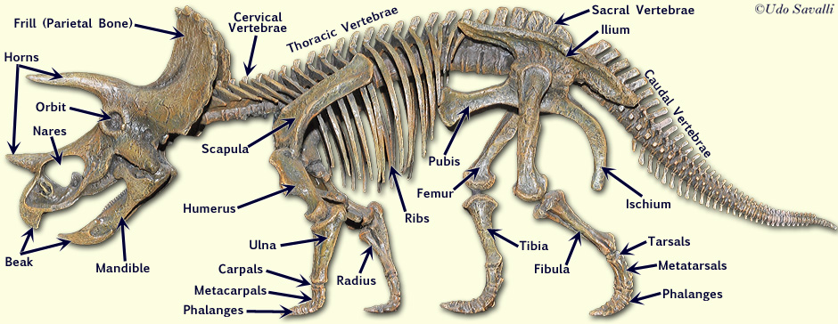 BIO370-Dinosaur Skeletons