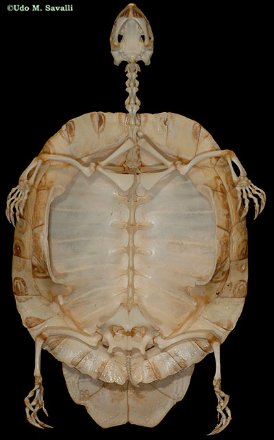 Turtle skeleton