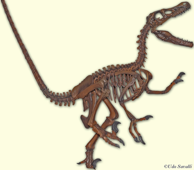 skeleton of velociraptor